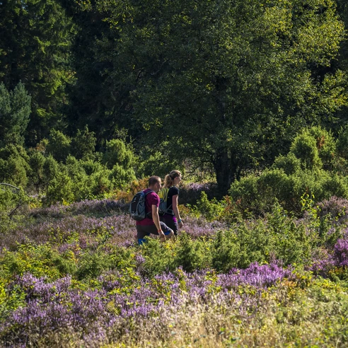 Wandern in der Heinsberger Heide