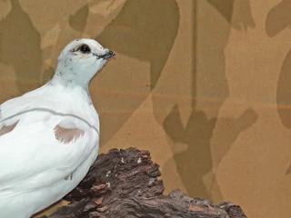 Das Alpenschneehuhn Ausgestopftes Alpenschneehuhn in GlasvitrineStuffed rock ptarmigan in glass display caseLagopède alpin empaillé dans une vitrine en verre