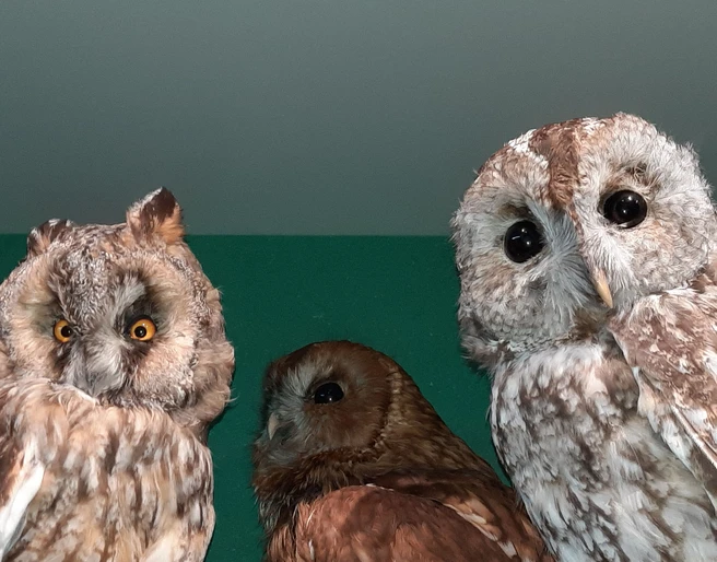 Käuze unter sich Ausgestopfte Käuze in GlasvitrineStuffed owls in a glass display caseChouettes empaillées dans une vitrine en verre