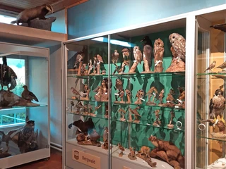 Bergwald-Vögel in Vitrinen Ausgestopfte Bergwald-Vögel ausgestellt in GlasvitrinenStuffed mountain forest birds displayed in glass cabinetsOiseaux empaillés de la forêt de montagne exposés dans des vitrines en verre
