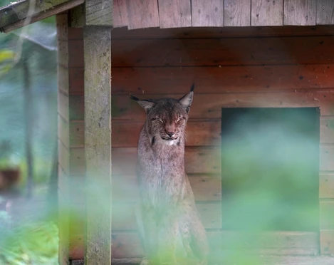 Luchs im WildtierPark