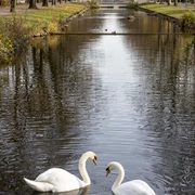 Rautenstrauch Canal Am Lindenthaler Kanal spiegeln sich Bäume im ruhigen Wasser. Zwei Schwäne schwimmen elegant.Trees are reflected in the calm waters of the Lindenthal Canal. Two swans swim elegantly.