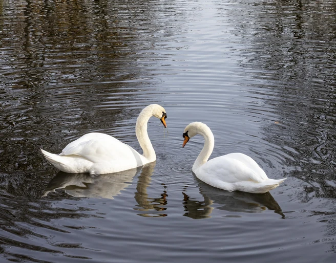 Rautenstrauch Canal Am Lindenthaler Kanal spiegeln sich Bäume im ruhigen Wasser. Zwei Schwäne schwimmen elegant.Trees are reflected in the calm waters of the Lindenthal Canal. Two swans swim elegantly.
