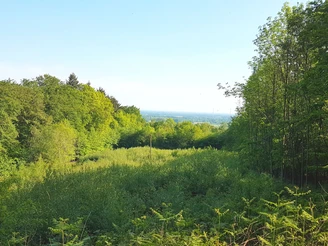 Lienen_Teutoschleife Holperdorper_Ausblick_Anja Schmidt.jpg Grüner Waldpfad mit weitem Blick über bewaldete Hügel, sanfter Himmel am Horizont; Lienen, Teutoschleife.