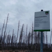 Ein Schild beschreibt eine Demonstrationsfläche mit kahlen, vertrockneten Baumstämmen im Hintergrund.