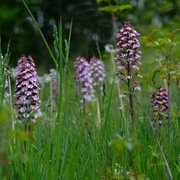Orchideen im Diemeltal