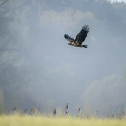 Seeadler in Amt Neuhaus in der Elbtalaue Seeadler in Amt Neuhaus in der Elbtalaue