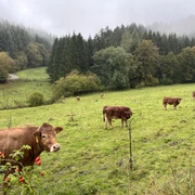Kühe auf einer Weide am Wanderweg Kühe auf einer Weide am Wanderweg