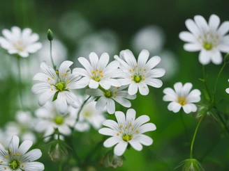 Buschwindröschen am Wegesrand