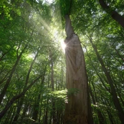 Blick in die Baumkronen