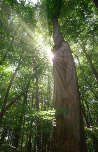 Blick in die Baumkronen