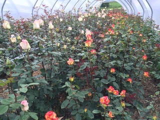 Roses de Weggis Weggiser RosenWeggis rosesRoses de Weggis