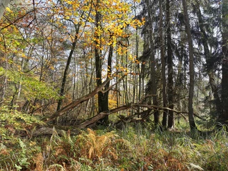 Waldweg in Ventschau