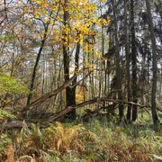 Waldweg in Ventschau Waldweg in Ventschau