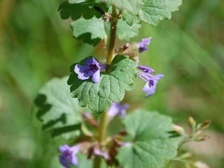 Heilpflanzenlehrpfad (1).JPG