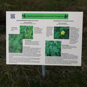 Heilpflanzenlehrpfad Informationstafel