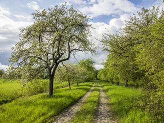 Obstbaumallee mit Kopfsteinpflaster Obstbaumallee mit Kopfsteinpflaster