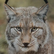Wildpark Knüll
