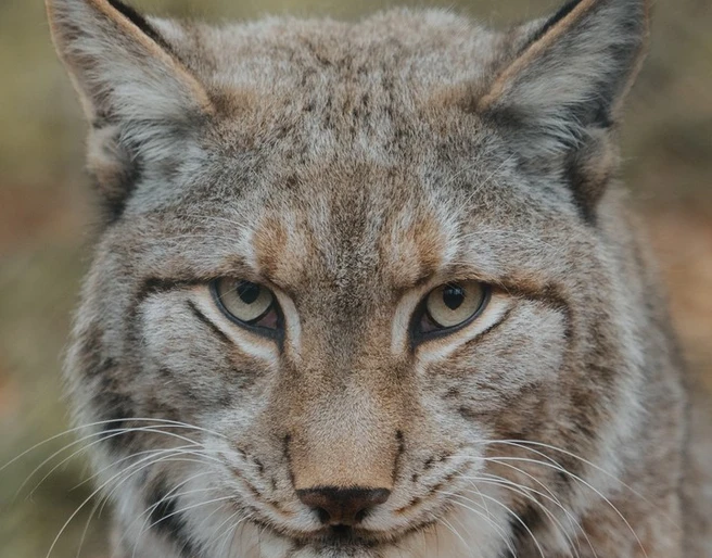 Wildpark Knüll