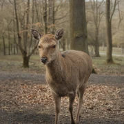 Wildpark Knüll