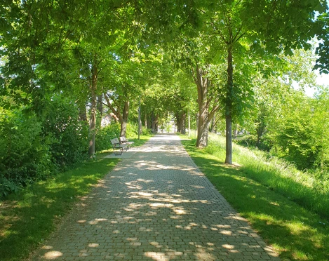 stadtwall.jpg Lichtdurchfluteter Gehweg auf dem Wall mit Baumbestand