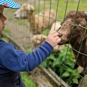 Tierpark Krüzen©Mareike Bodendieck (7).jpg