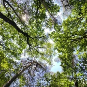 Hövelhofer Forst Laubwald mit verschiedenen Grüntönen und Sonnenlicht, das durch die dichten Baumkronen scheint.