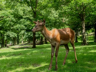 Wildpark Knüll