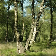 Karpaten-Moorbirken im Naturschutzgebiet Jaegers Weinberg Karpaten-Moorbirken im Naturschutzgebiet Jaegers Weinberg