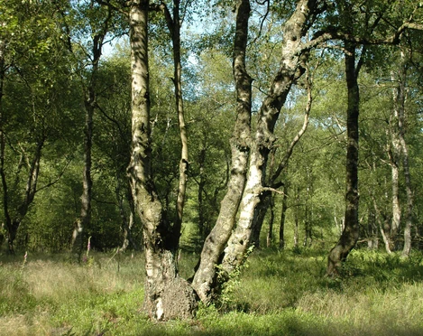Karpaten-Moorbirken im Naturschutzgebiet Jaegers Weinberg Karpaten-Moorbirken im Naturschutzgebiet Jaegers Weinberg