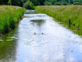 Breiter Flussabschnitt mit Enten, umgeben von saftigen Wiesen und grünen Bäumen unter blauem Himmel.