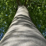 Baumstamm | Paderborner Land Baumstamm | Paderborner Land