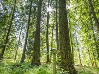 Buchwedel forest nature trail Waldlehrpfad BuchwedelBuchwedel forest nature trailSentier forestier éducatif BuchwedelBuchwedel bos natuurpadBuchwedel skov natursti