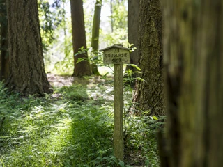 Buchwedel forest nature trail Waldlehrpfad BuchwedelBuchwedel forest nature trailSentier forestier éducatif BuchwedelBuchwedel bos natuurpadBuchwedel skov natursti