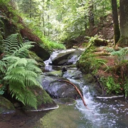 Silberbachtal W. Peters