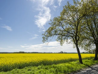 Rapsblüte bei Reinstorf im Frühling Rapsblüte bei Reinstorf im Frühling