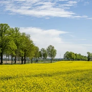 Koolzaadbloesem op een oude berkenlaan bij Dahlenburg Rapsblüte an alter Birkenallee bei DahlenburgRape blossom on an old birch avenue near DahlenburgFloraison de colza sur une vieille allée de bouleaux près de DahlenburgKoolzaadbloesem op een oude berkenlaan bij DahlenburgRapsblomst på en gammel birkeallé nær Dahlenburg