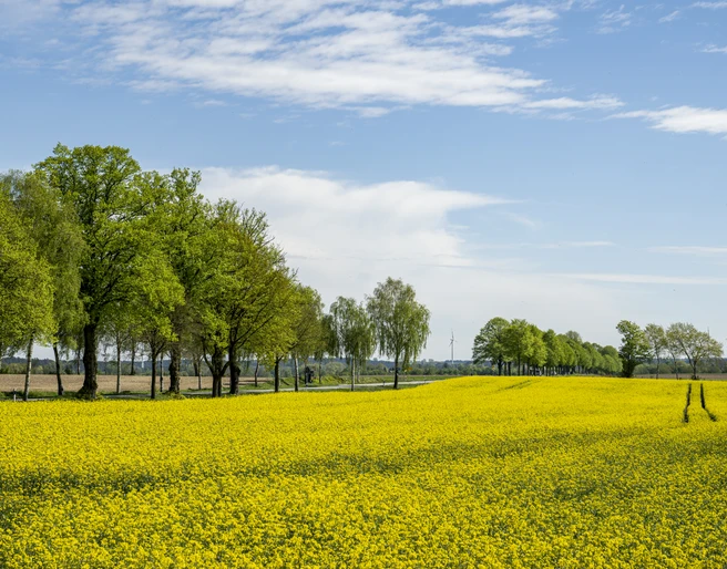 Koolzaadbloesem op een oude berkenlaan bij Dahlenburg Rapsblüte an alter Birkenallee bei DahlenburgRape blossom on an old birch avenue near DahlenburgFloraison de colza sur une vieille allée de bouleaux près de DahlenburgKoolzaadbloesem op een oude berkenlaan bij DahlenburgRapsblomst på en gammel birkeallé nær Dahlenburg