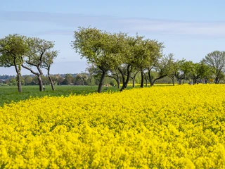 Rapeseed blossom with old fruit tree avenue Rapsblüte mit alter Obstbaumallee