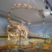 Staaliches Naturhistorisches Museum Braunschweig
