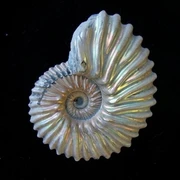 Fossil Tongrube Vöhrum