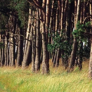 Im Wald unterwegs