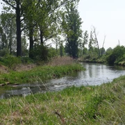 Die Ohre vor Wedringen