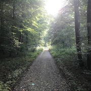 Waldweg
