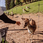 Wildgehege im Eulengrund in Mitteltal
