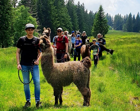 Unterwegs mit den Lamas