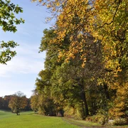 Waldweg im Herbst mit buntem Laub, der entlang einer grünen Wiese von Bäumen gesäumt ist.
