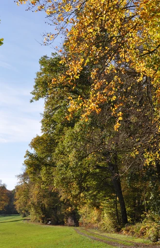 Waldweg im Herbst mit buntem Laub, der entlang einer grünen Wiese von Bäumen gesäumt ist.