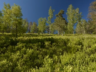 Dichter grüner Wald unter blauem Himmel, ruhige Atmosphäre mit Nadelbäumen und Sträuchern im Vordergrund.