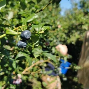 Blaubeere, Heidehof Wittenmoor